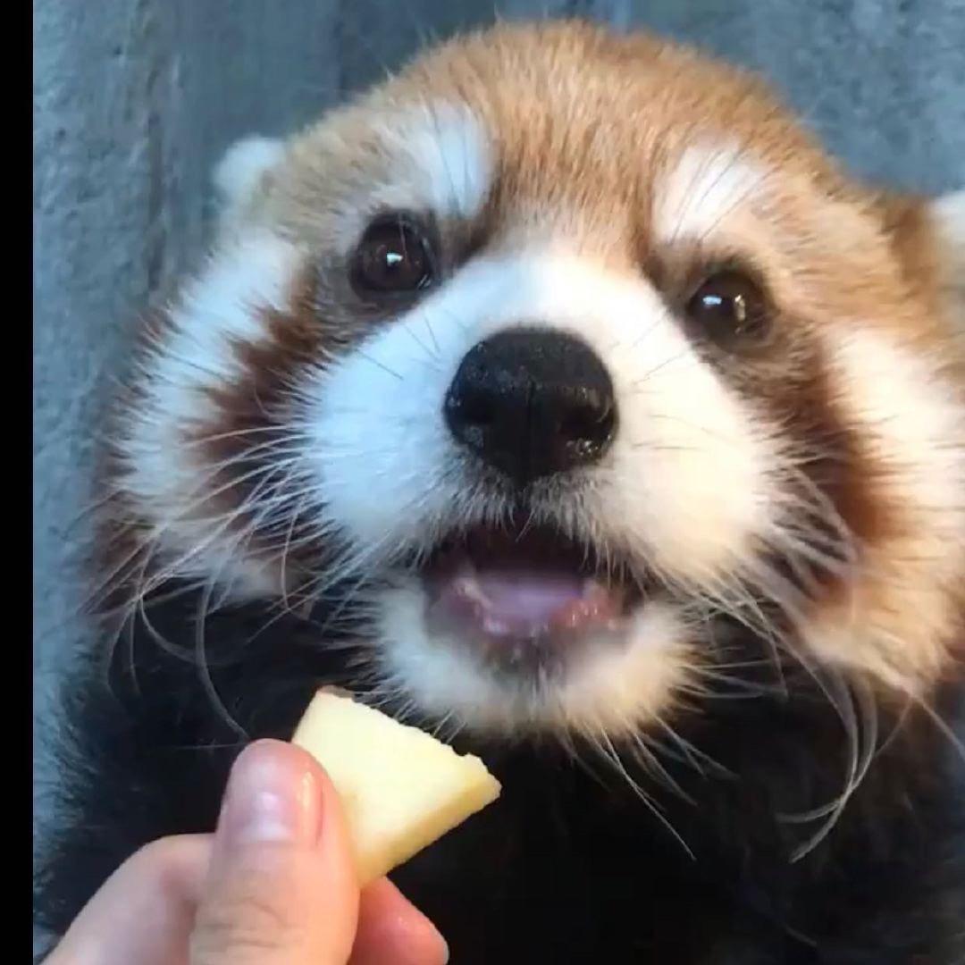 噜啦啦