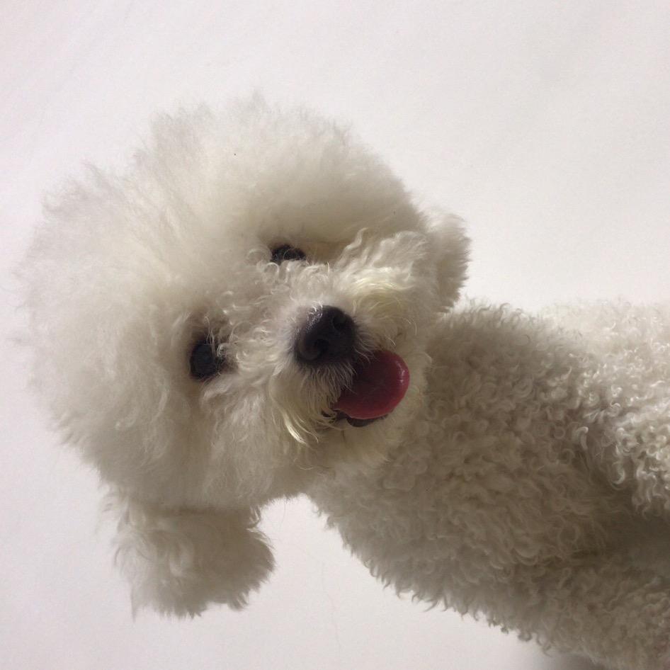 胖墩与辣椒🌶️