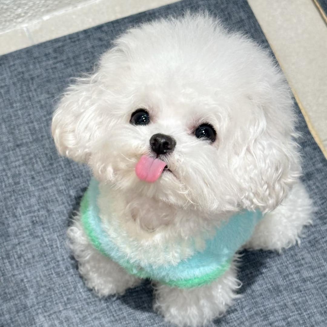 是只比熊叫汉堡