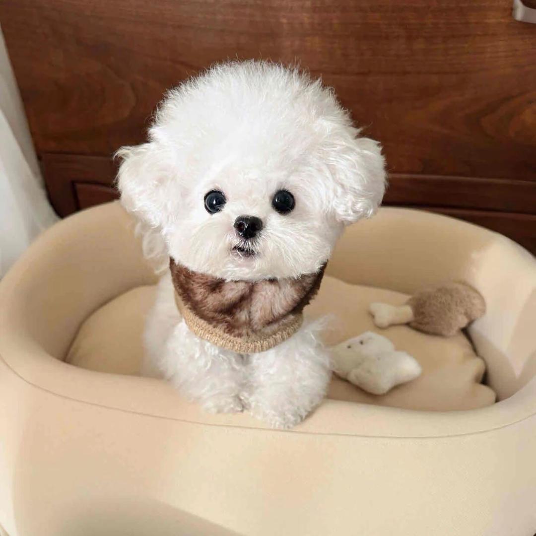 宠尚萌宠乐园（买狗si聊）