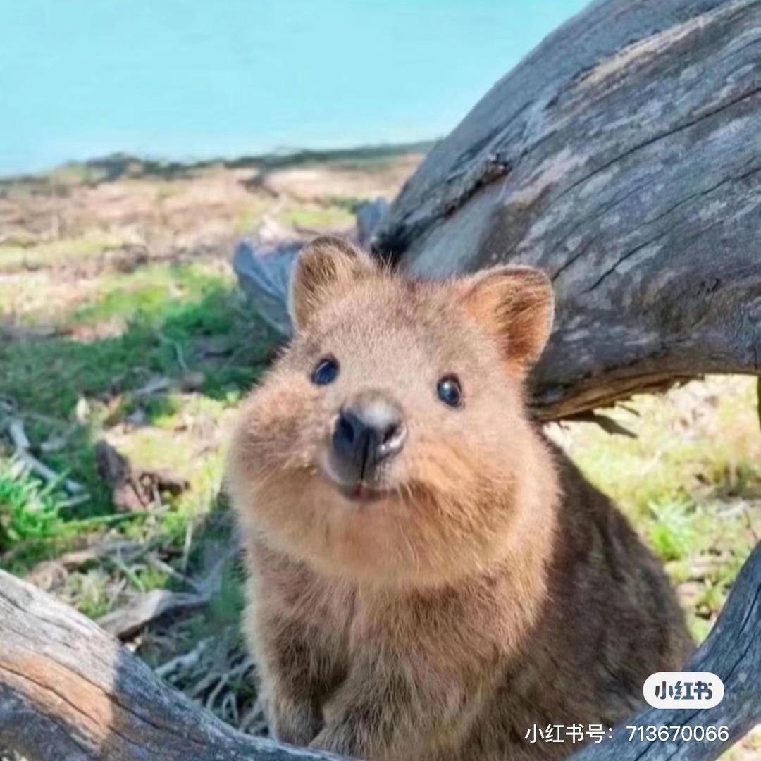 招财短尾袋鼠🦘