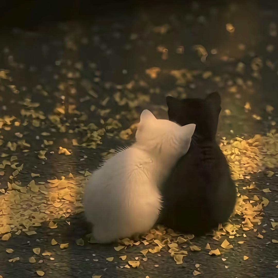双子座