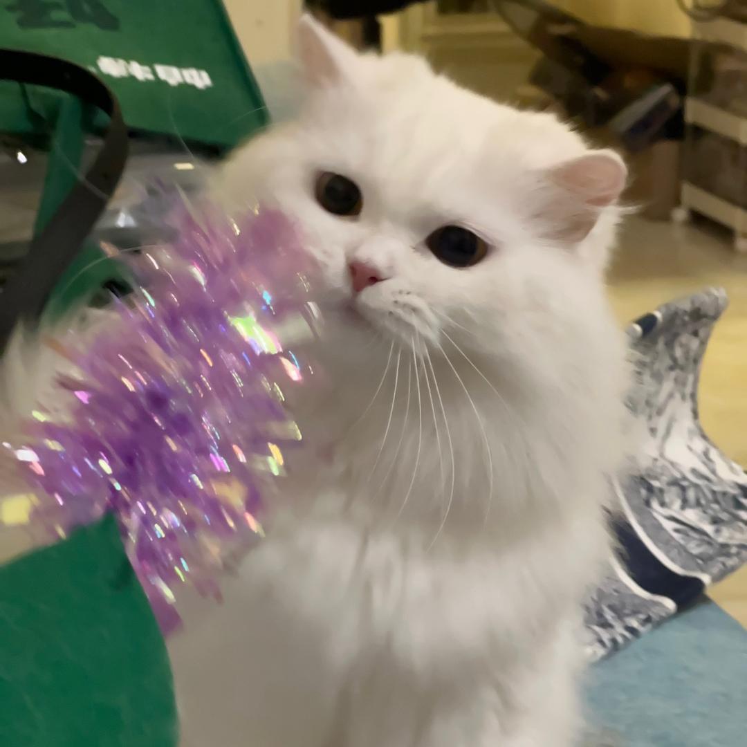 我有猫啦！