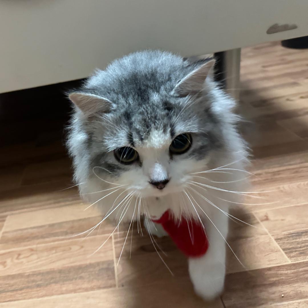 柴米的生活日记