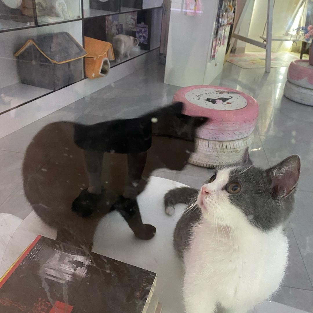 落落
