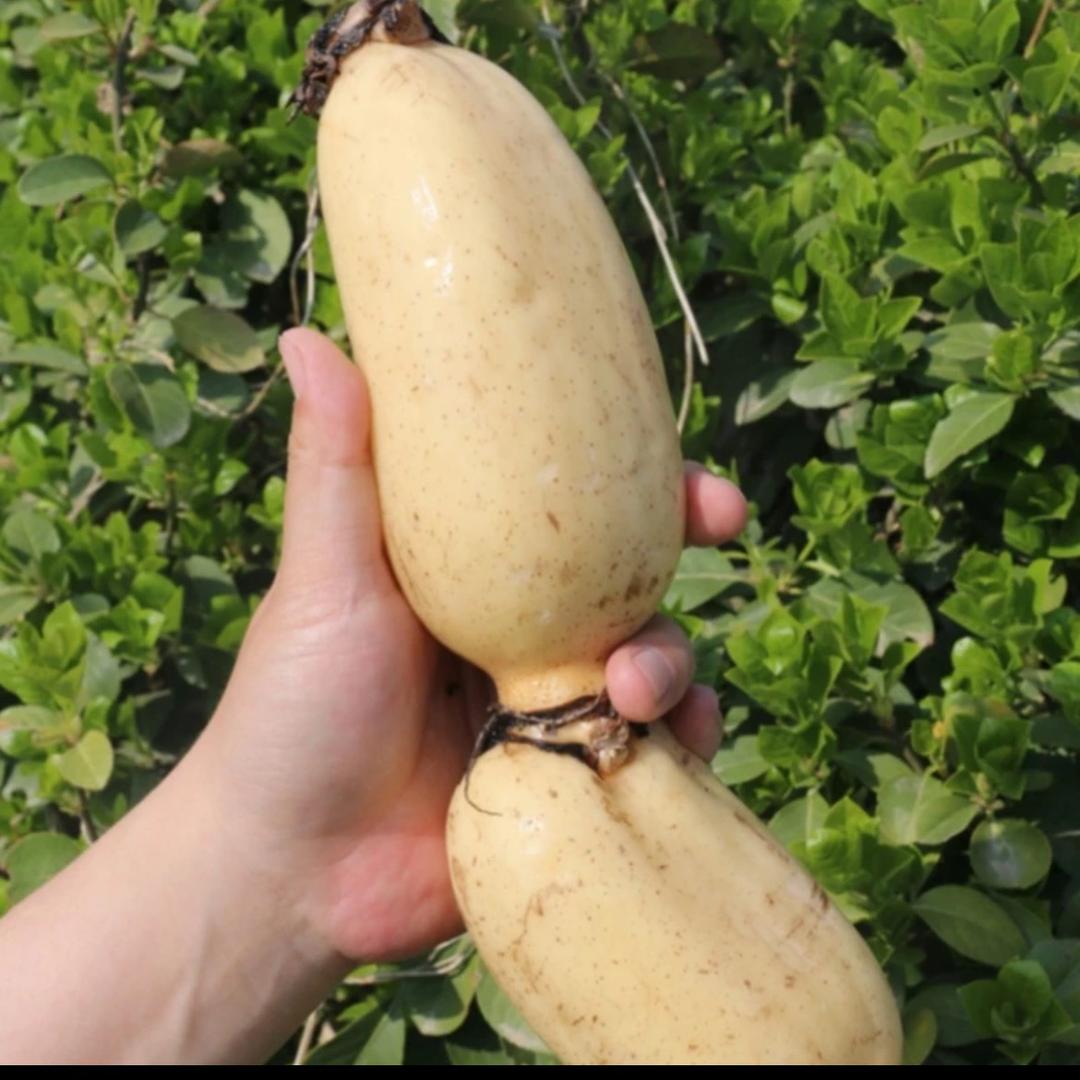 广西莲藕批发基地