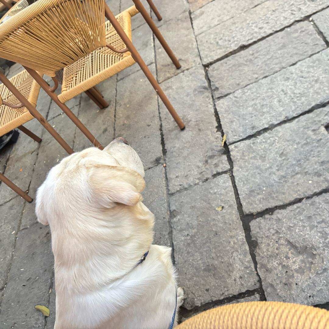 茅台是只拉布拉多