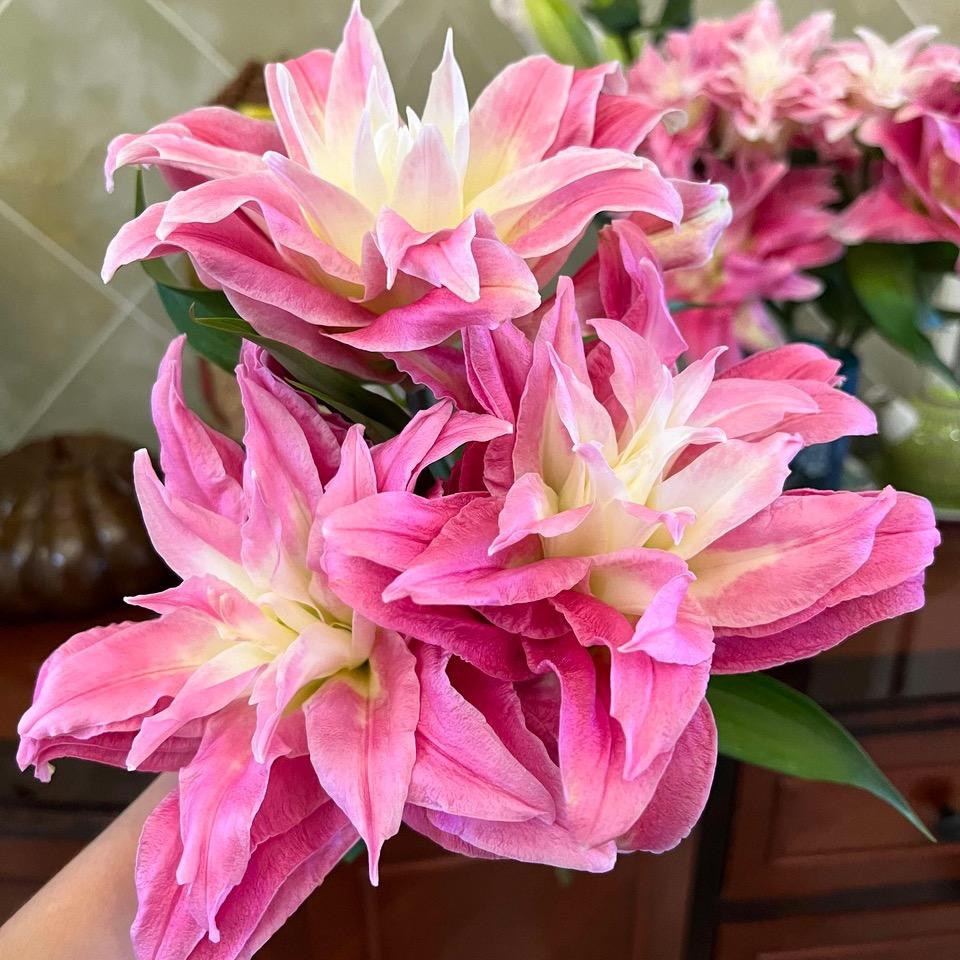 花小招鲜花(每天早上8.30直播)