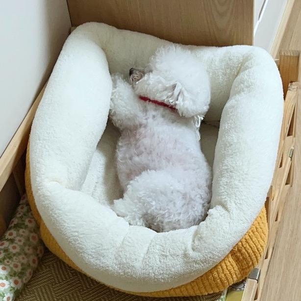 奶糖是只小比熊