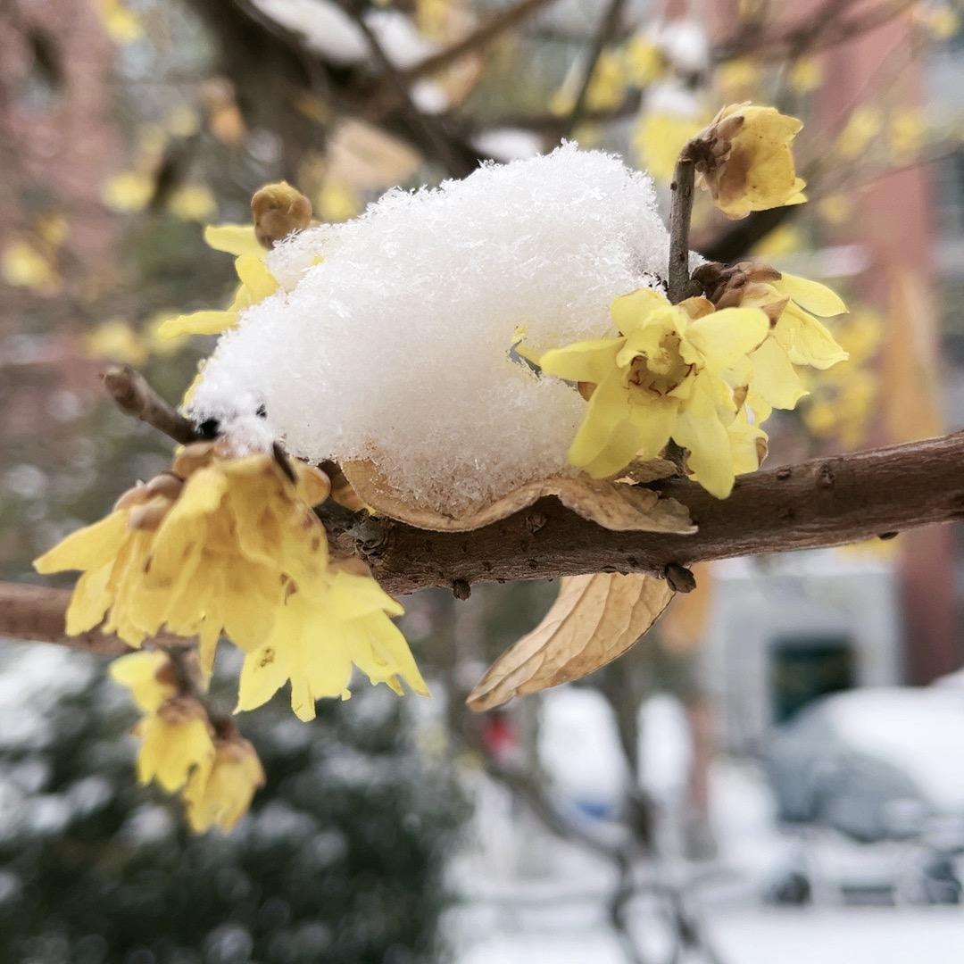 踏雪寻梅（拒私聊）