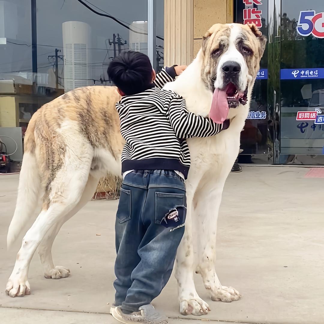 梅子中亚猛犬(生活号)