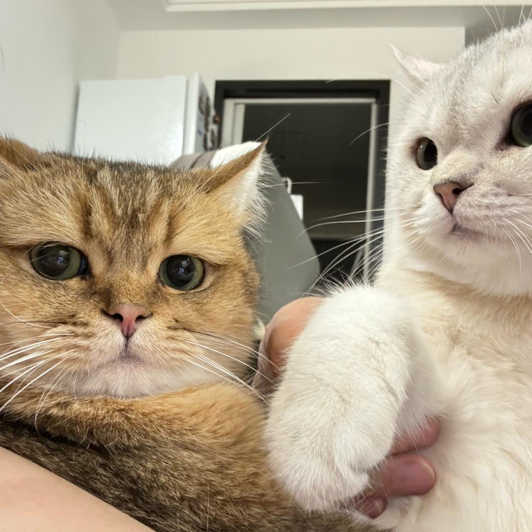 老赵养猫～