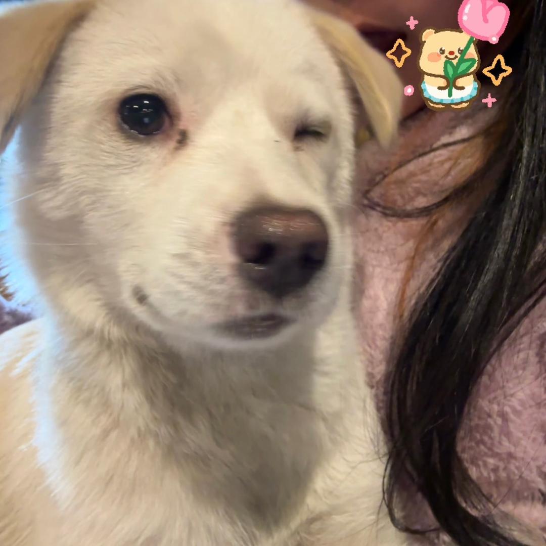 没狗且悲伤:-(