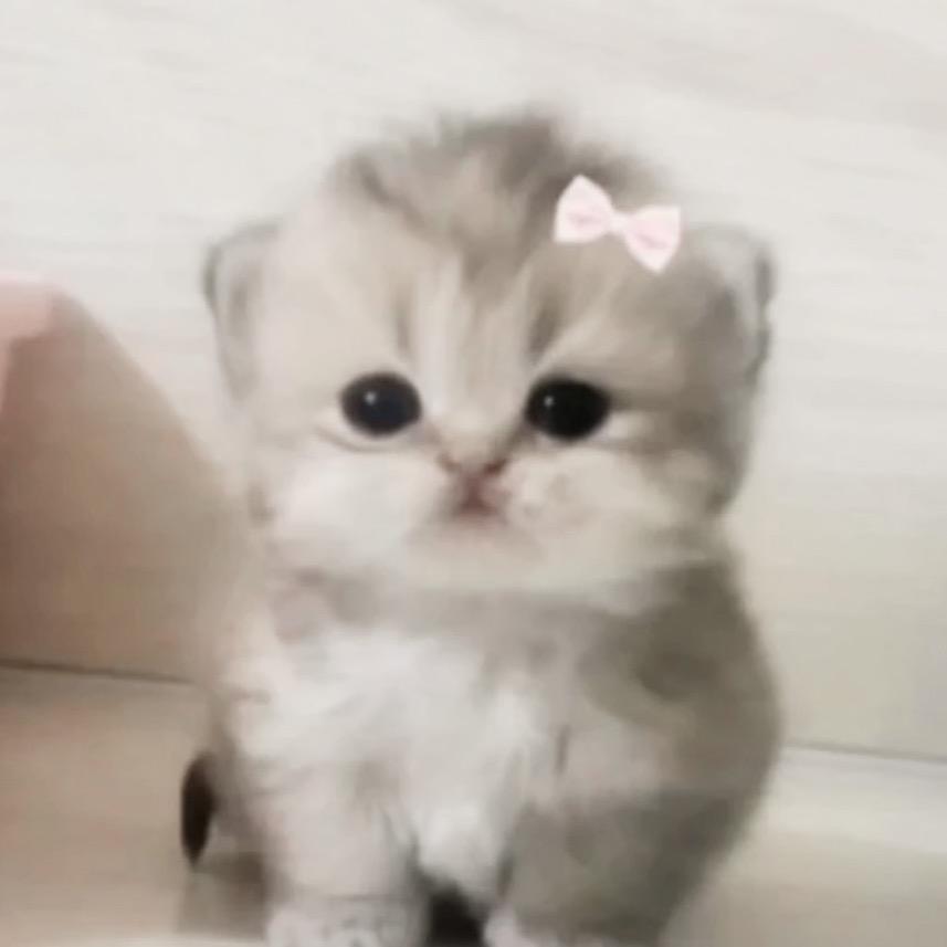 Kikiuoo