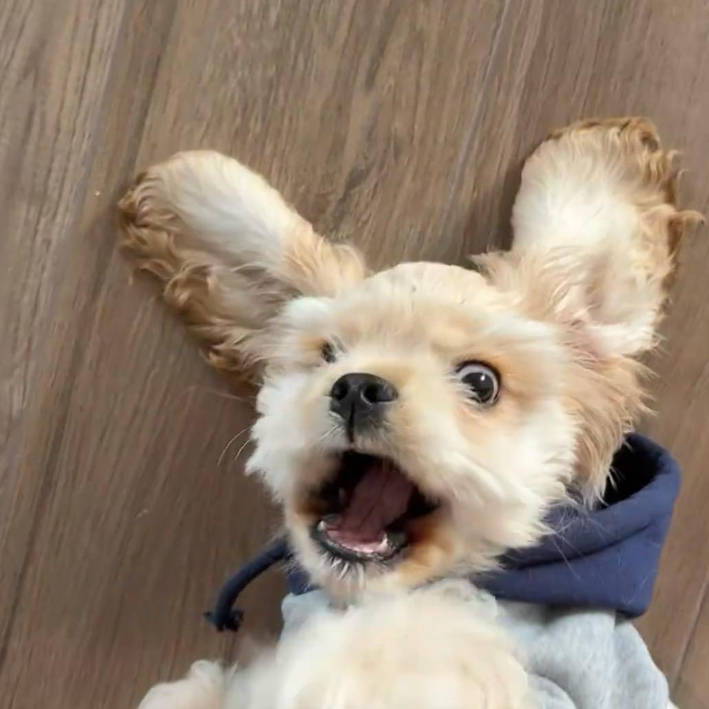 张什么晨