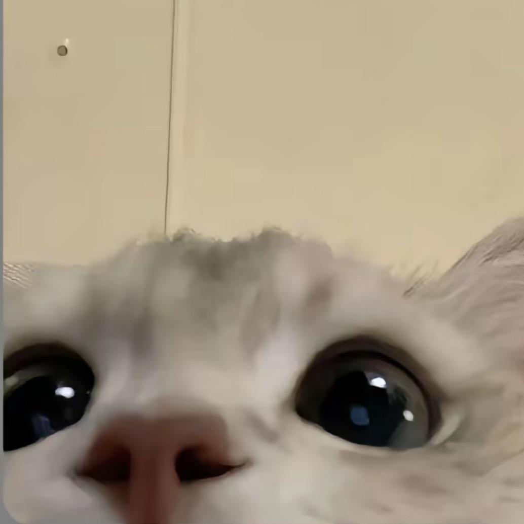 脆脆🦈