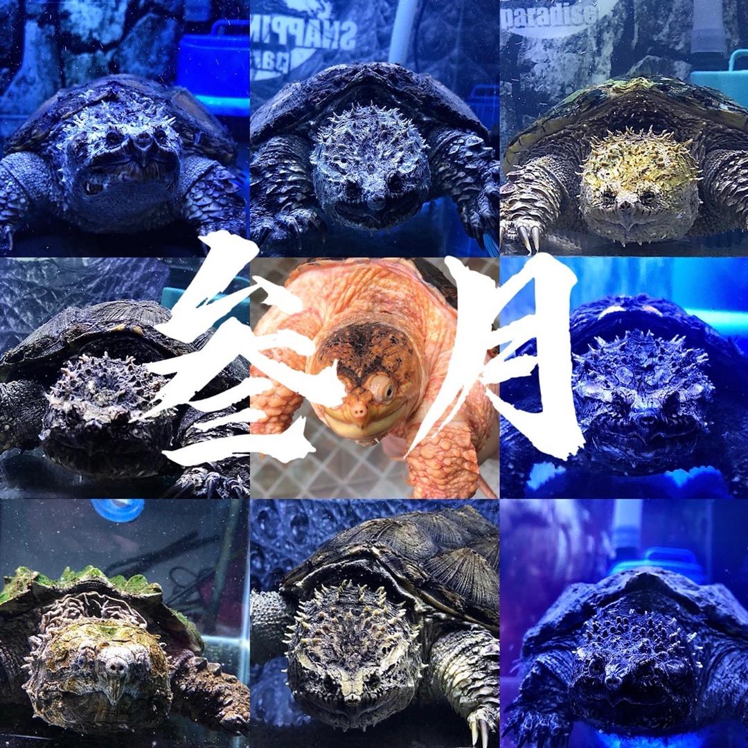 佛鳄_叁月