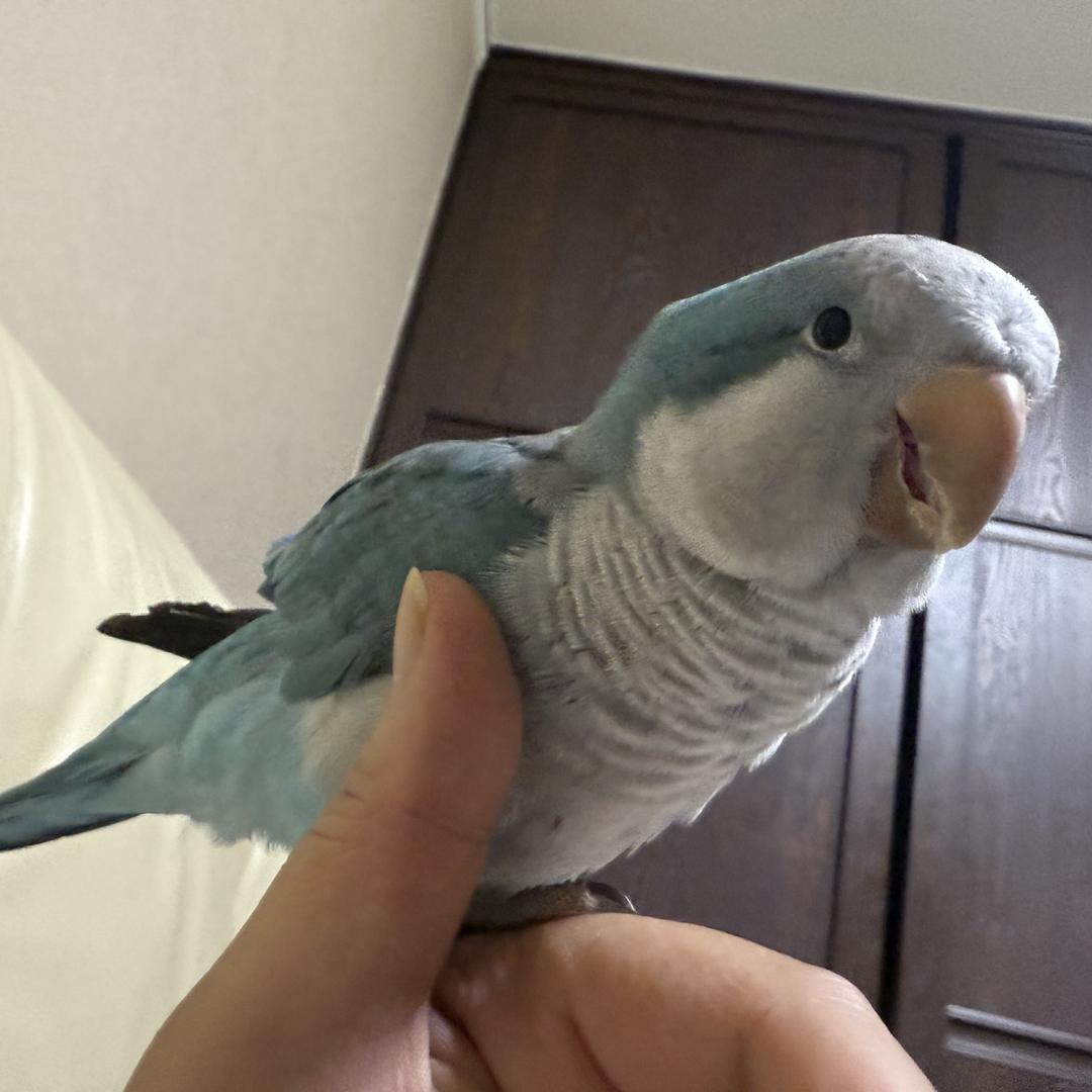 大话水果产地