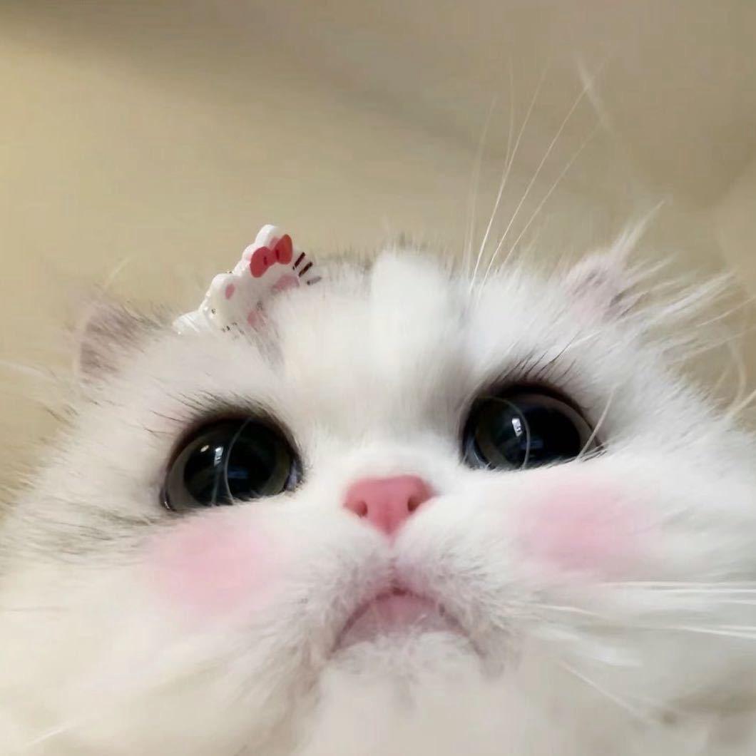 我不是肉丸
