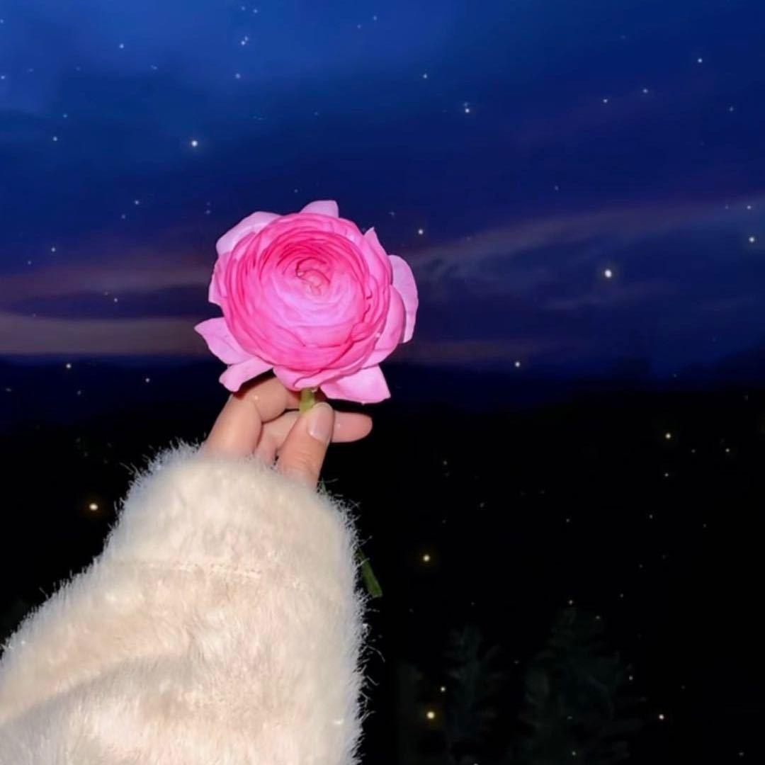 💕 ୫᭄上ଫ上签ᝰ᭄ོ