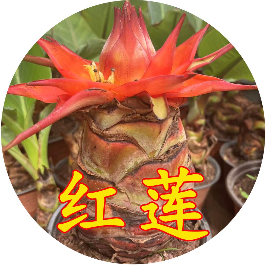 花卉绿植地涌金莲红莲