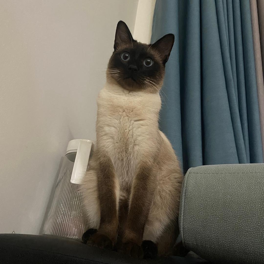 灯笼怪z