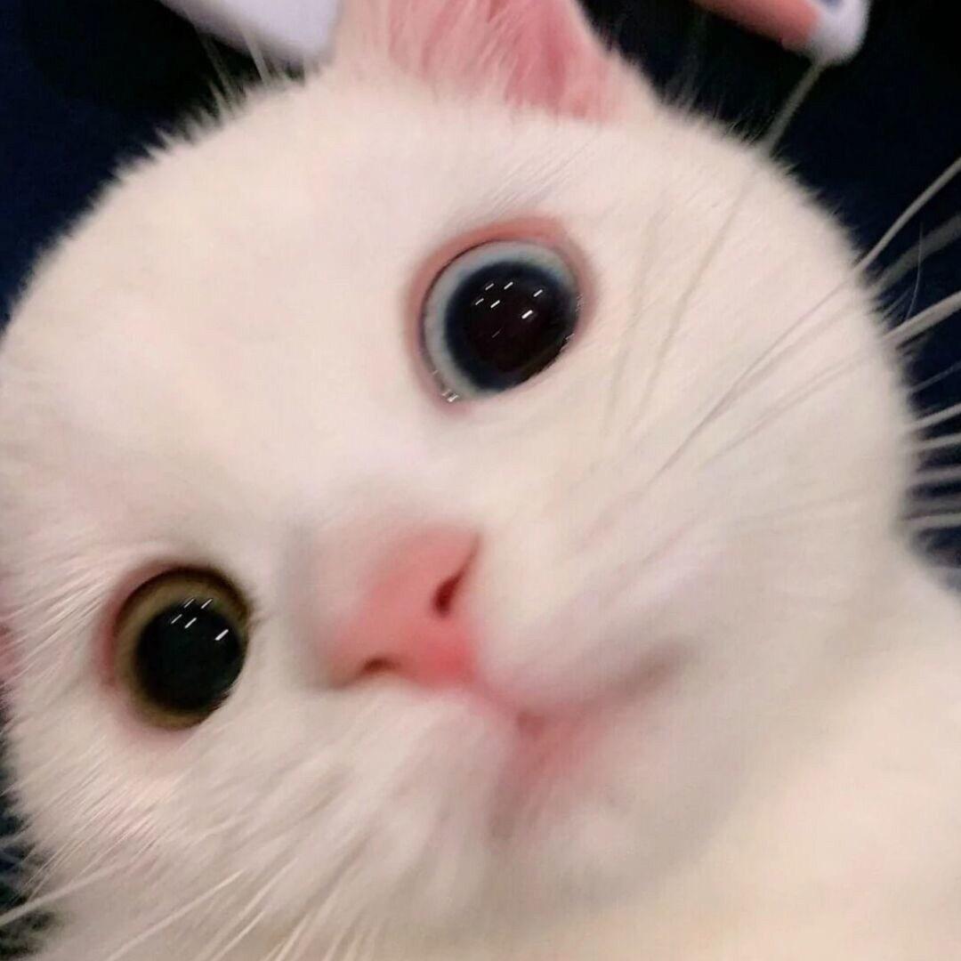安旭
