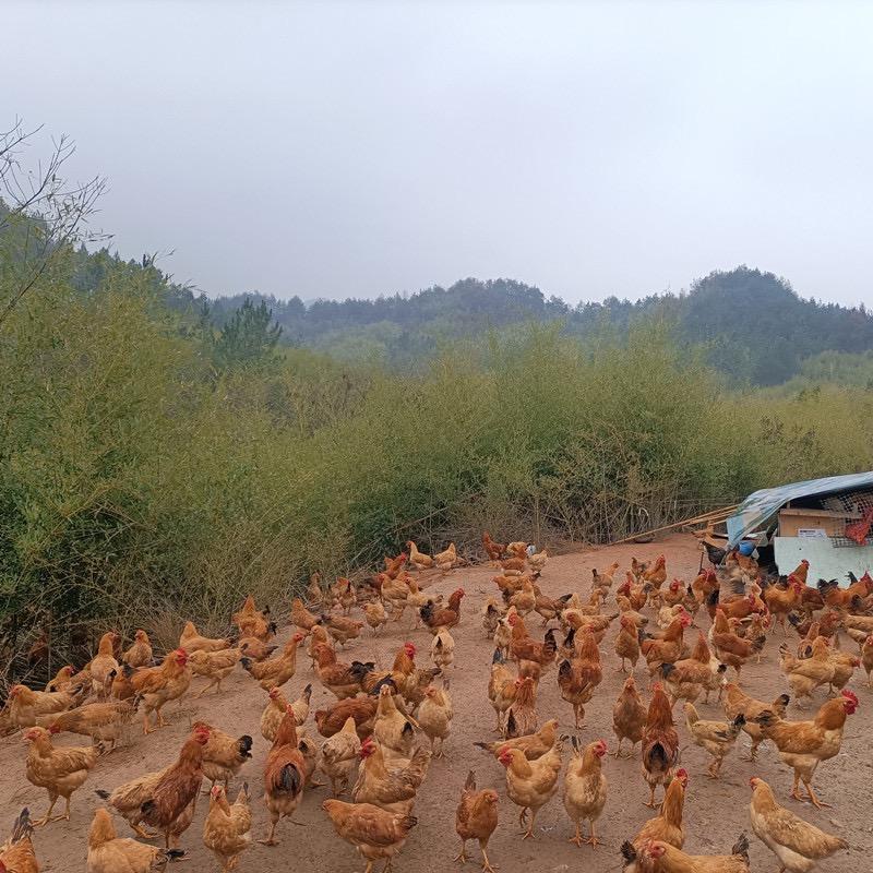白叔自家农场