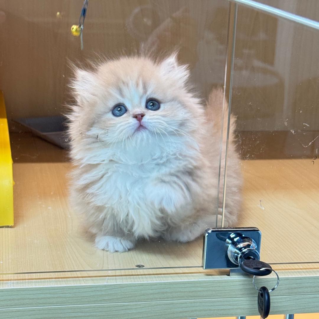 小凯说猫