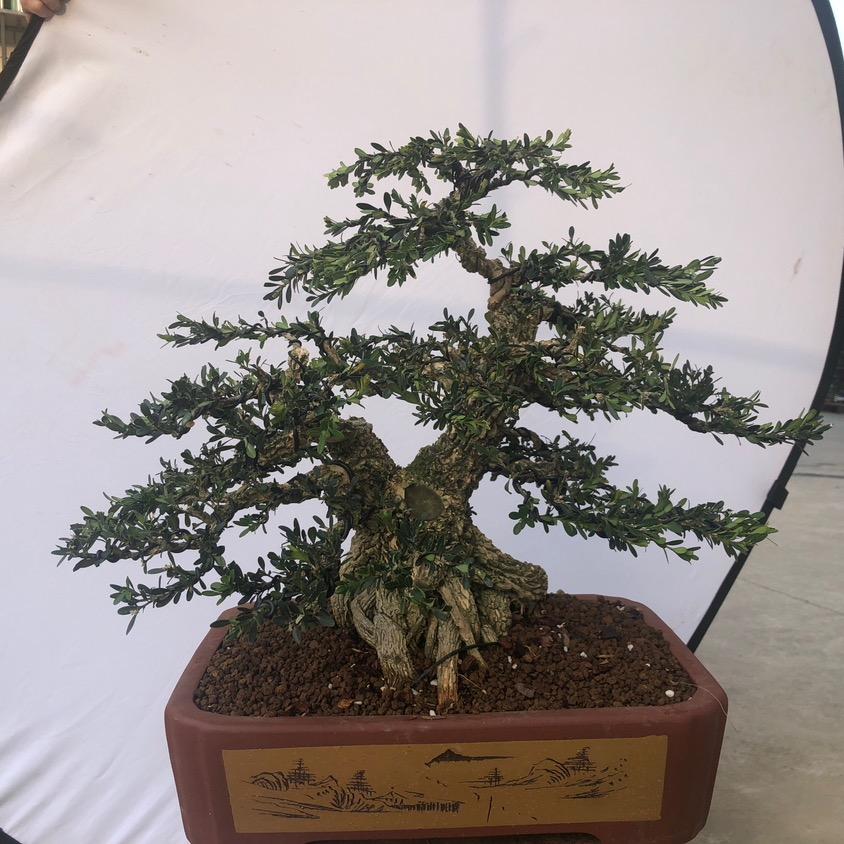 阿添盆景园艺