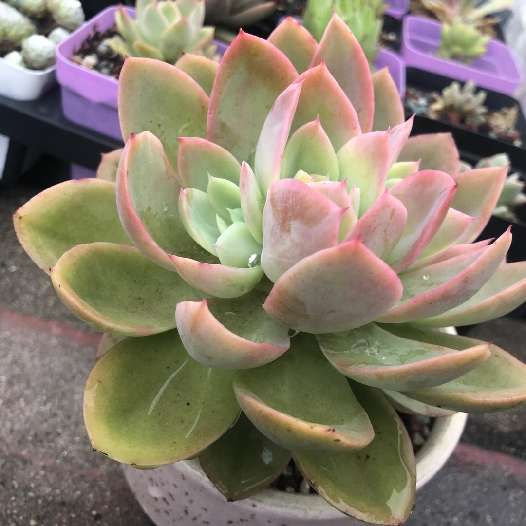 ✨꧁༺繁花༻꧂✨