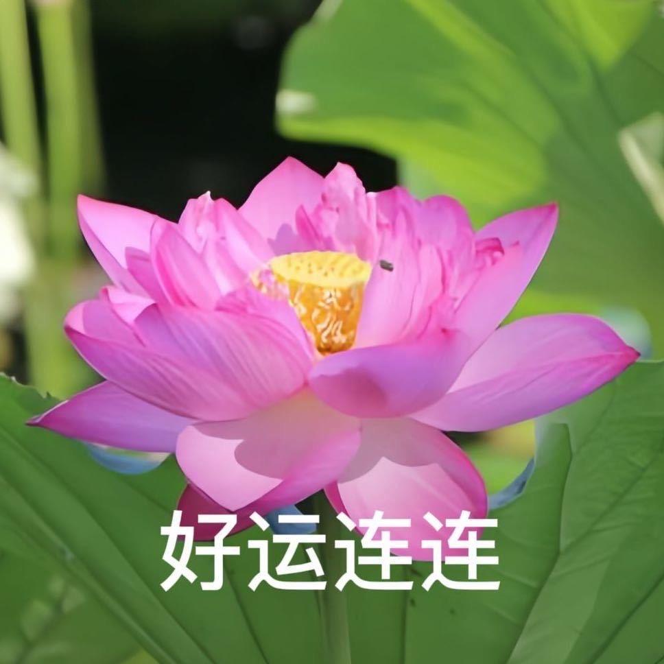 笨蛋小贤。