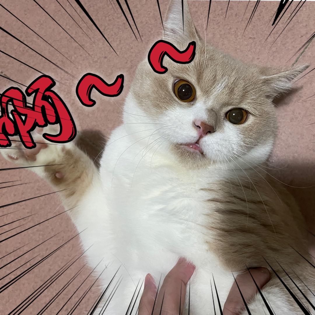 逆子像只猪🐷