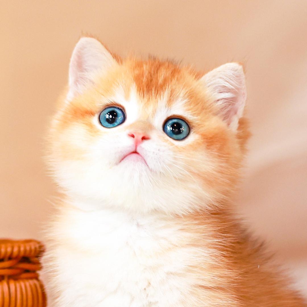 梦鲤猫猫宠物