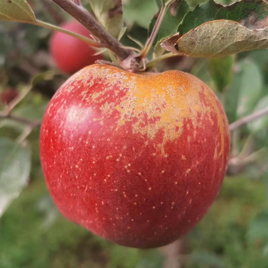 乌蒙伊品鲜果店