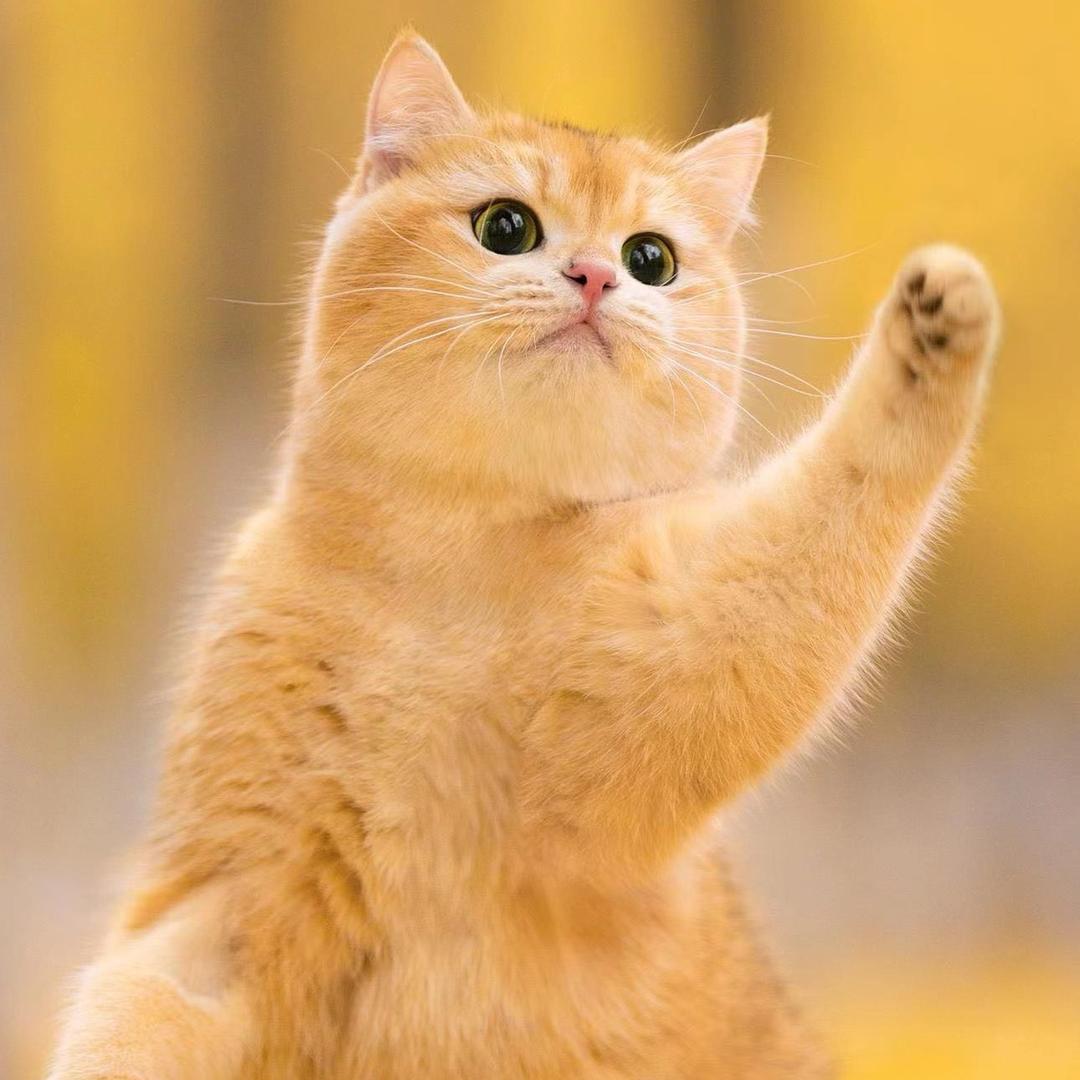 老朴家的猫猫店