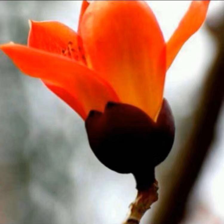 ᥫᩣᰱ木棉花