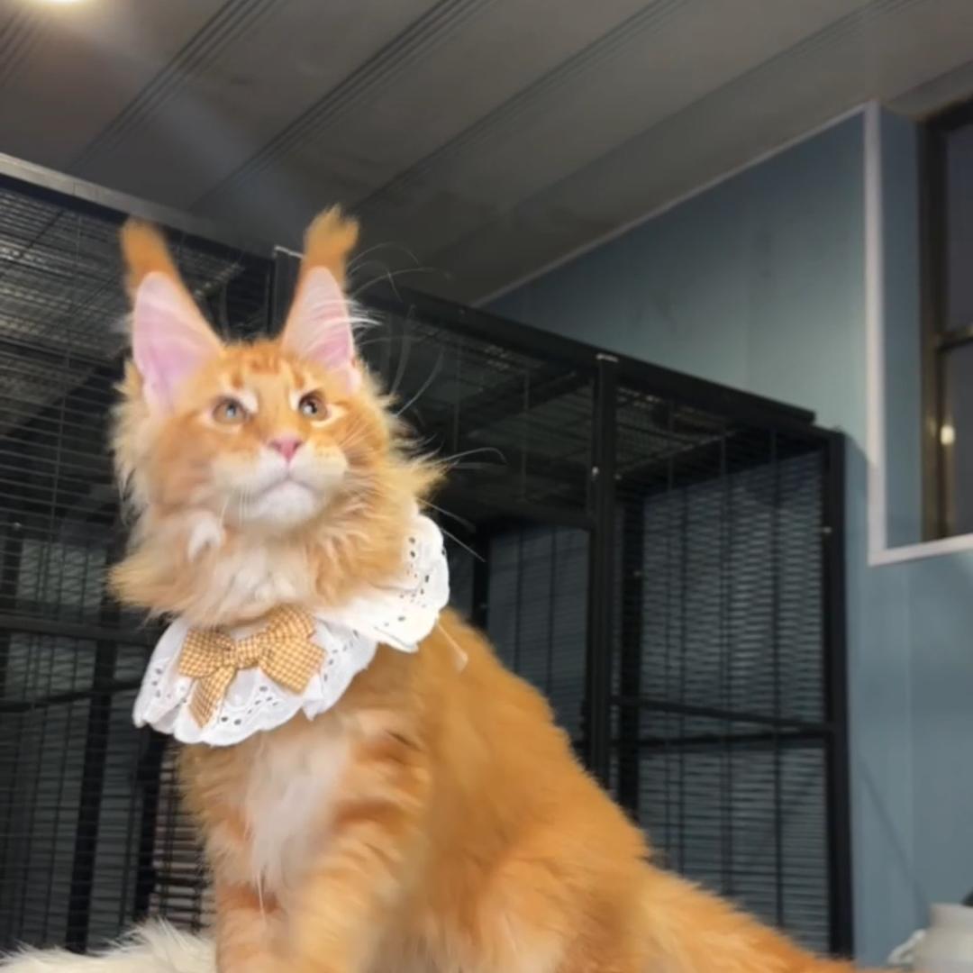花花的缅因猫