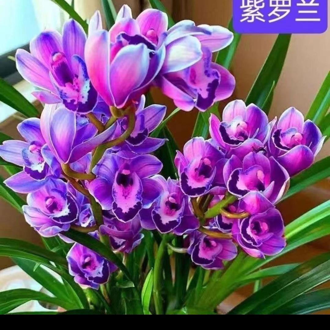 梦幻雅典之方圆