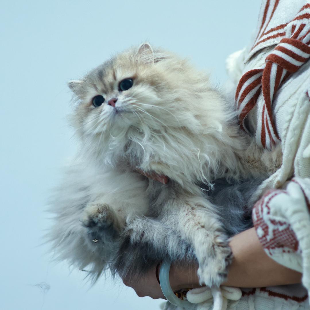 Bobbles  Cattery猫舍