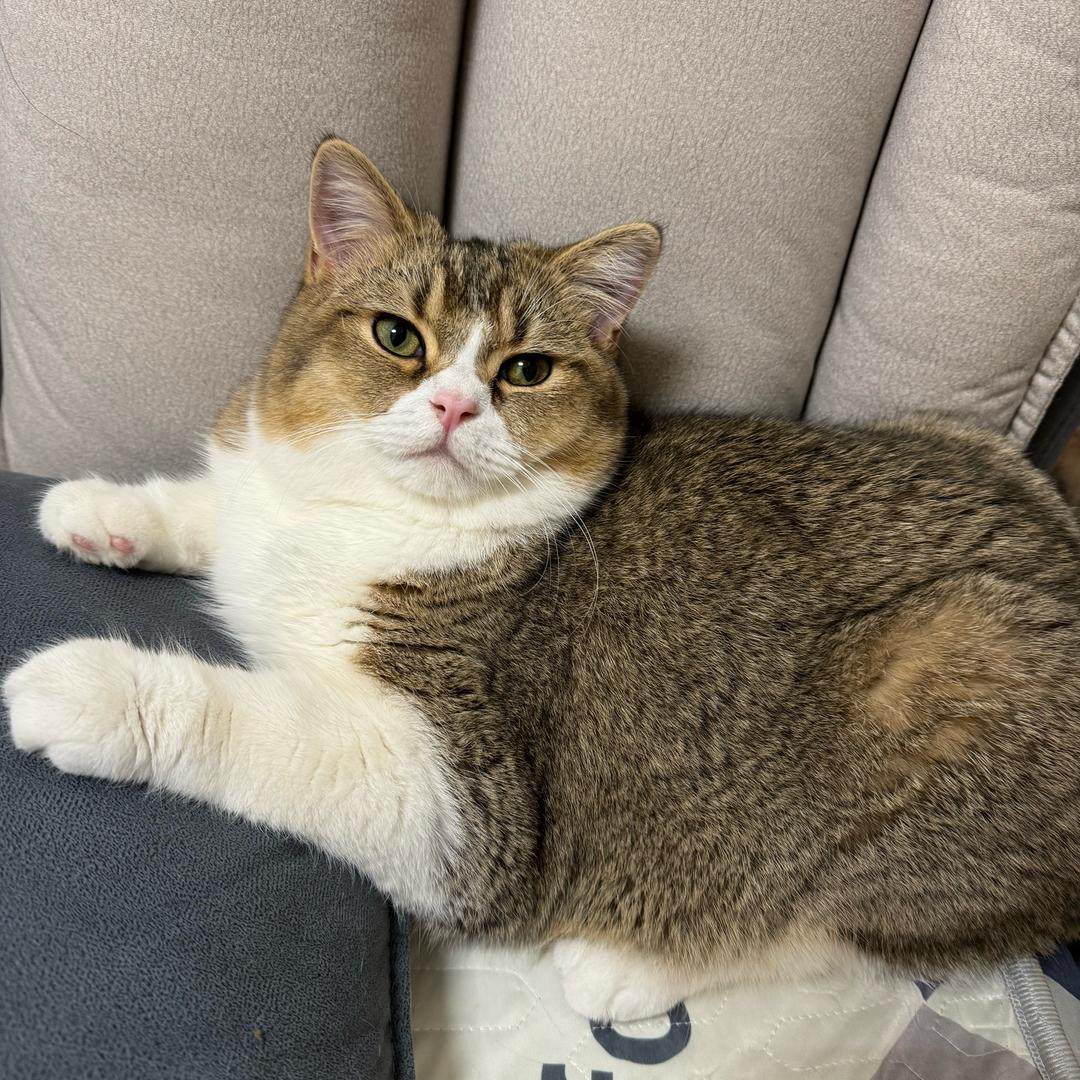 我是你的小胖子