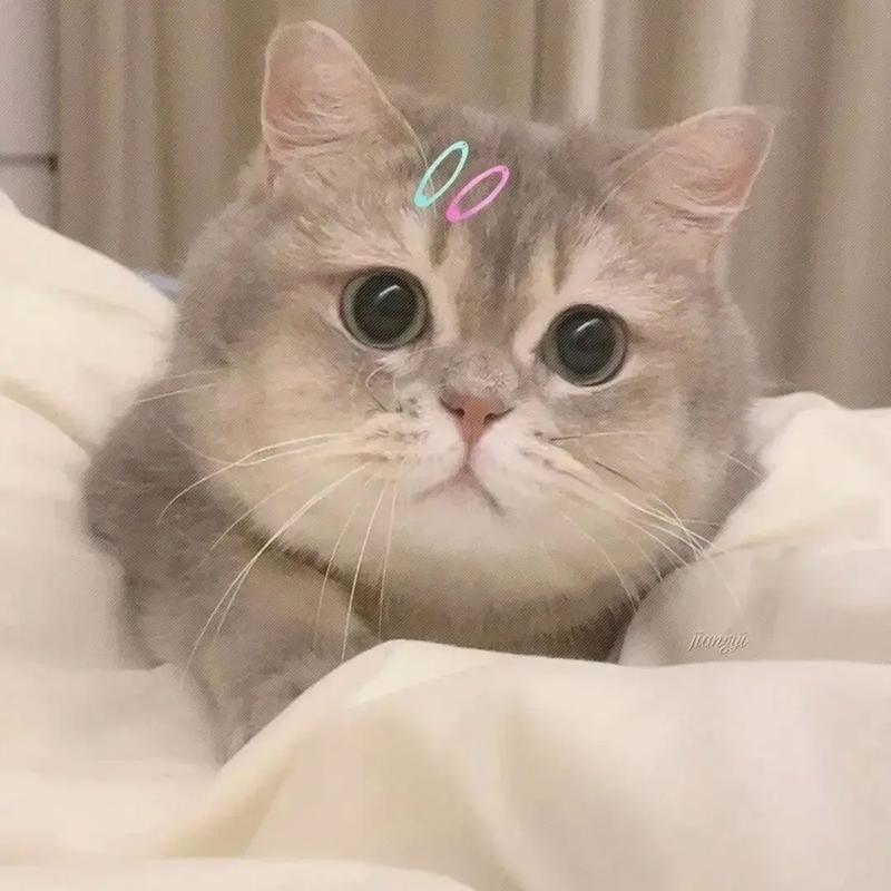 聚创宠物研究所