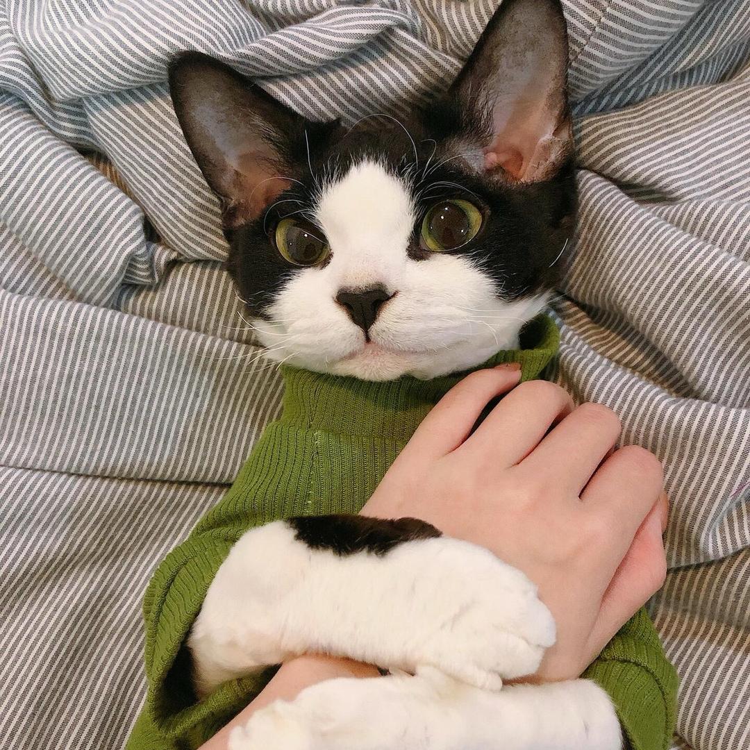 @桃桃酱的猫