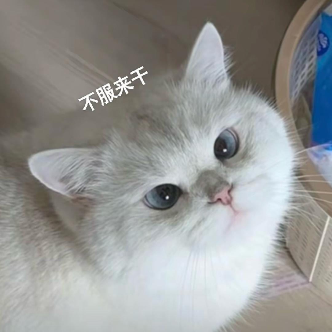 猫猫大队开大会