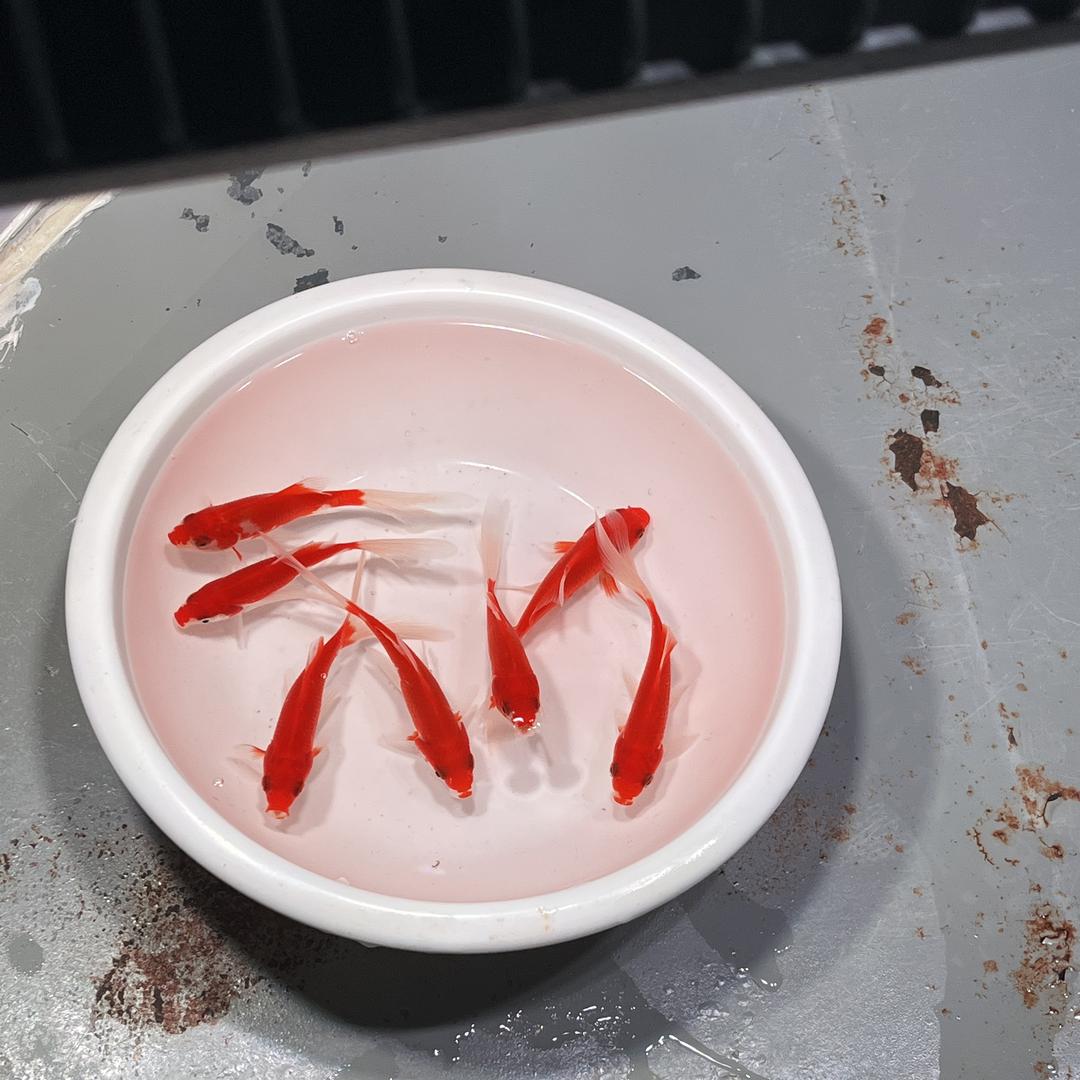 鱼仔仔水族渔场