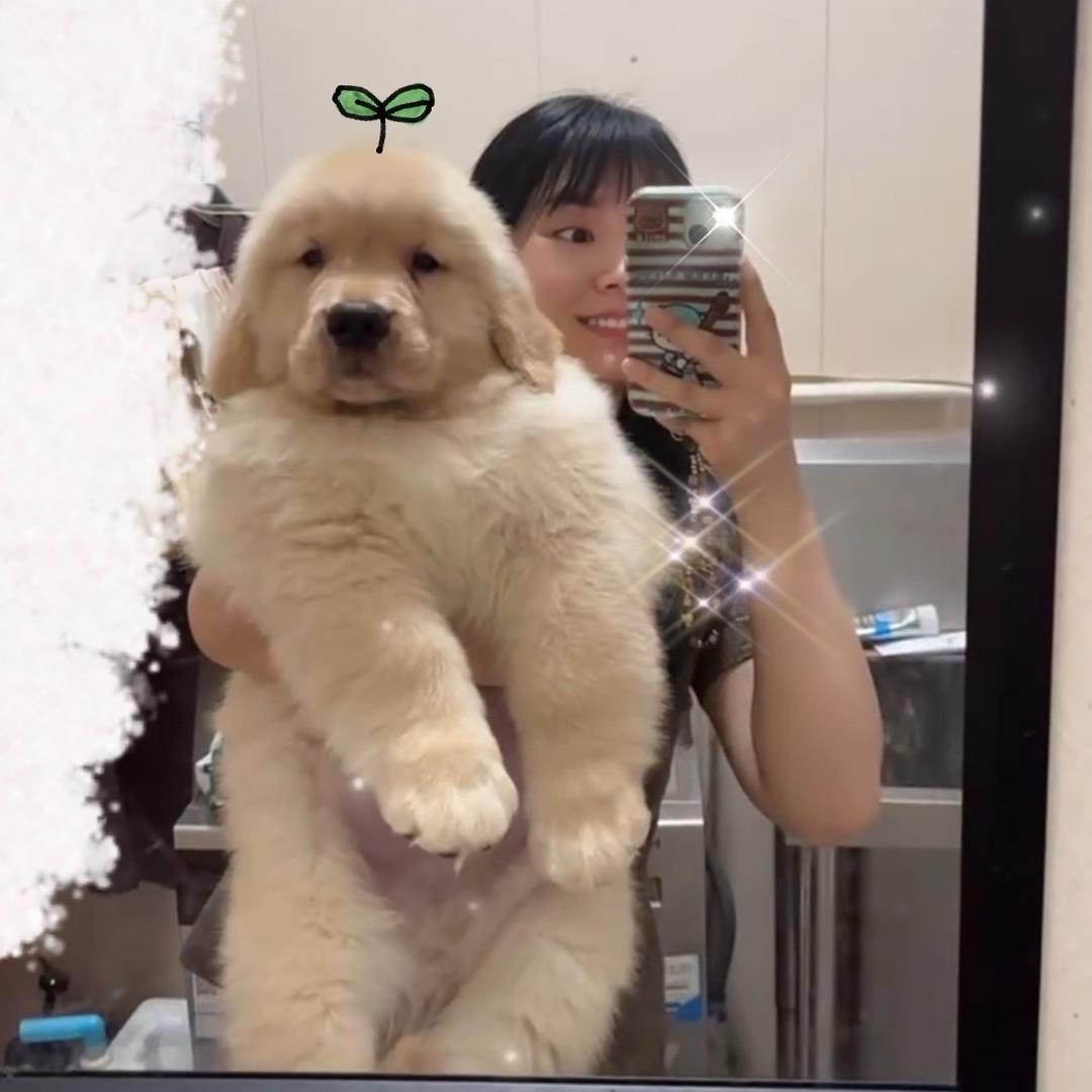 金毛叫你出去玩儿 小小影