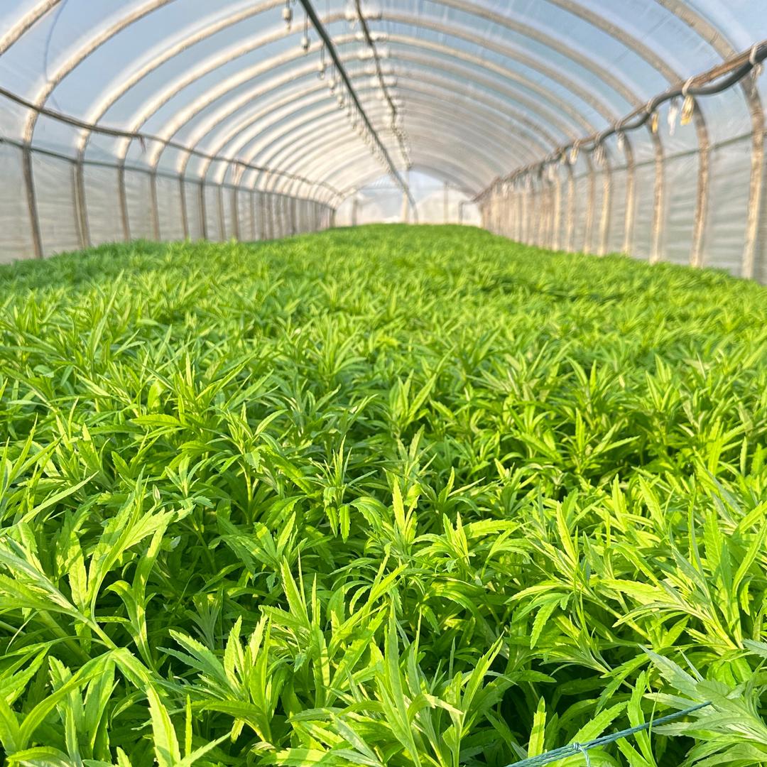 云南滴新鲜果蔬