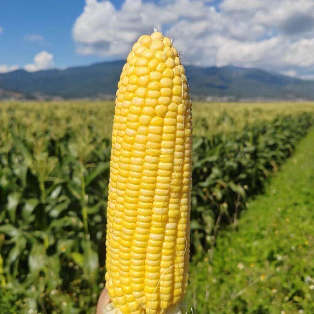 碗美农业（果蔬供应链）