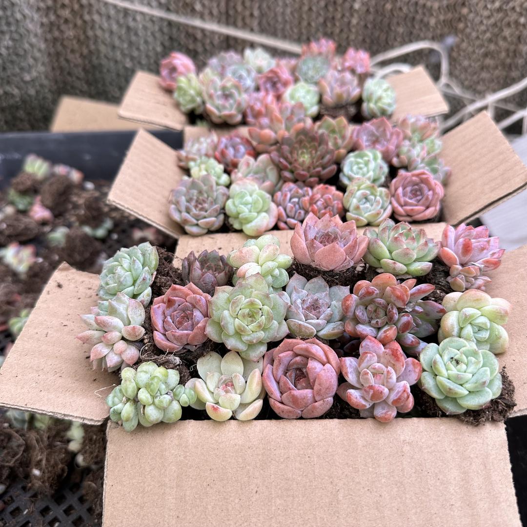 屋檐下的花园