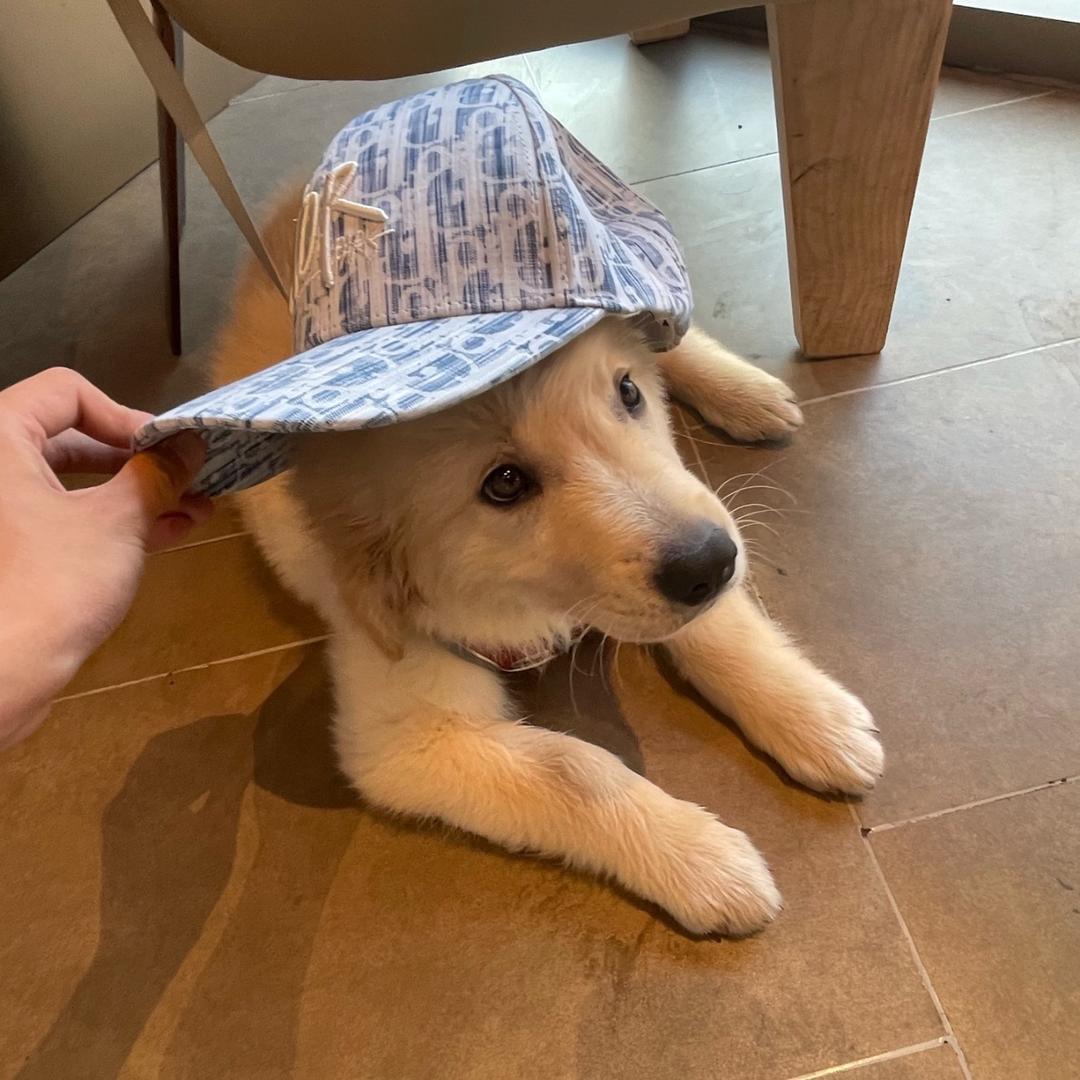 杨 东 升